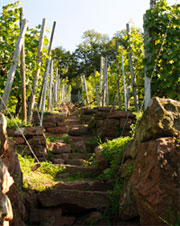 Weinberge Weinbau Möckl
